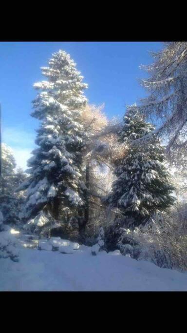 The Beeches Studio, Highlands Of Scotland Newtonmore Zewnętrze zdjęcie